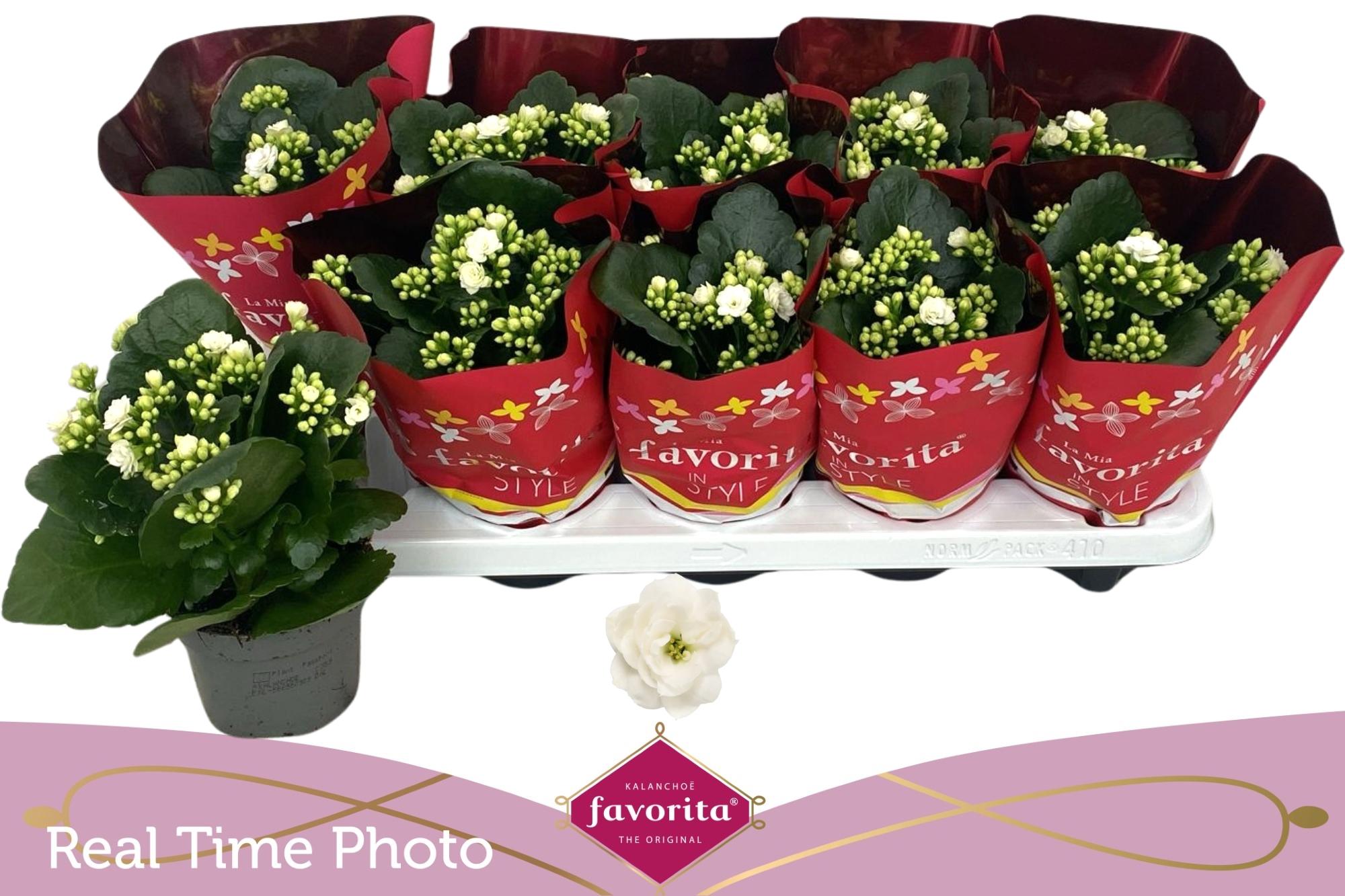 Горшечные цветы и растения оптом Kal B Ge C Menzel от 10шт из Голландии с доставкой по России