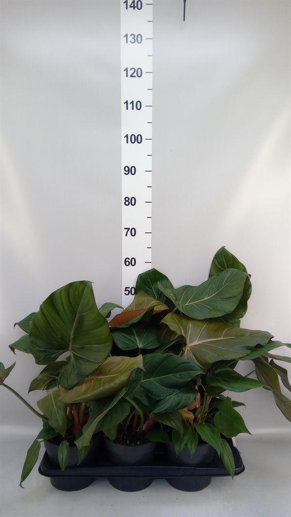 Горшечные цветы и растения оптом Philodendron ... от 6шт из Голландии с доставкой по России