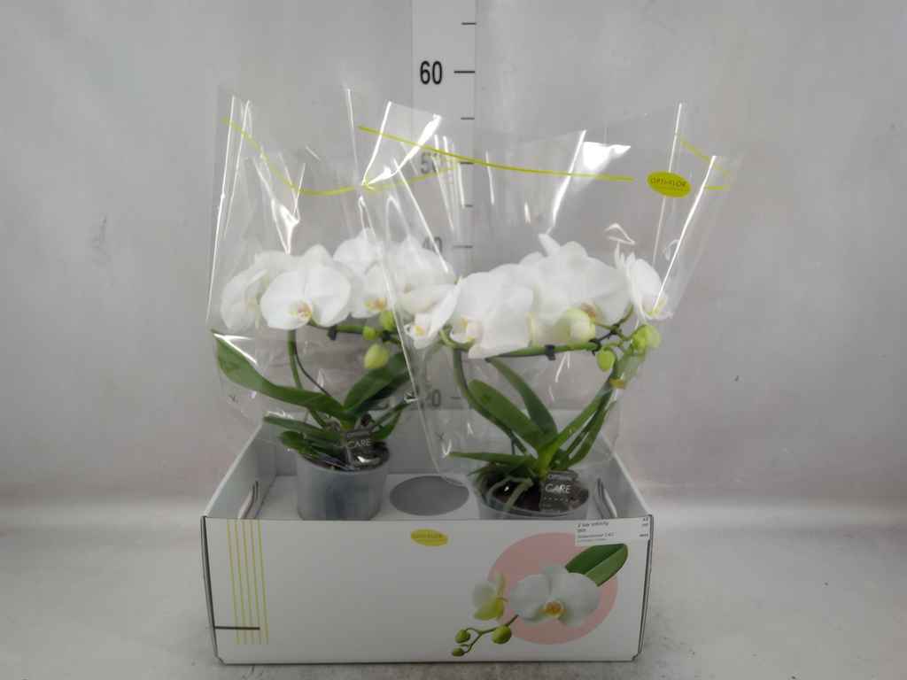 Горшечные цветы и растения оптом Phalaenopsis   ...white от 2шт из Голландии с доставкой по России