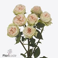 Срезанные цветы оптом Rosa spray pavlova от 24шт из Голландии с доставкой по России