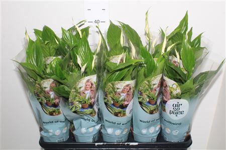 Горшечные цветы и растения оптом Spath Torelli 3+ от 10шт из Голландии с доставкой по России