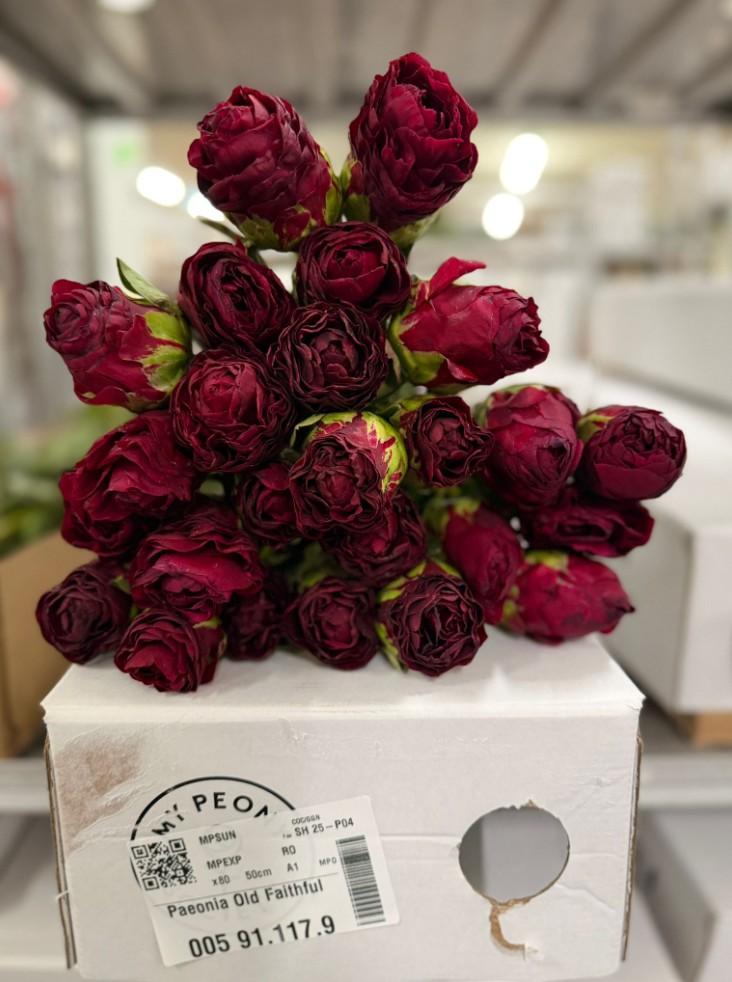 Срезанные цветы оптом Paeonia ole faithful от 75шт из Голландии с доставкой по России