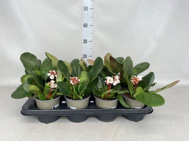 Горшечные цветы и растения оптом Bergenia Cordifolia от 8шт из Голландии с доставкой по России