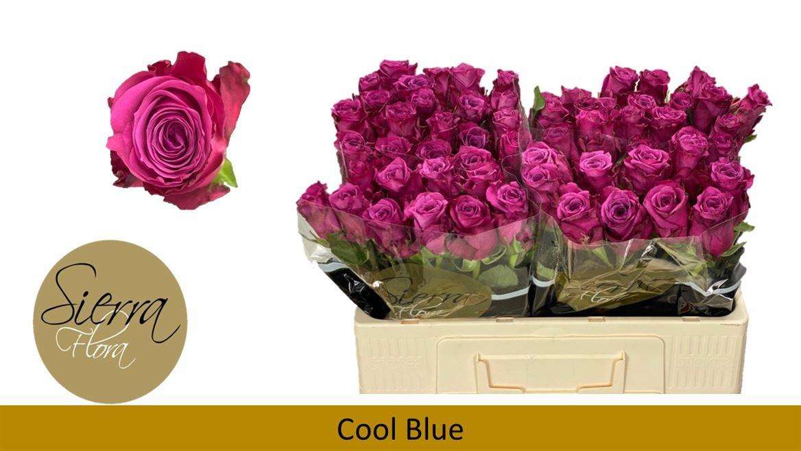 Срезанные цветы оптом Rosa large cool blue от 60шт из Голландии с доставкой по России