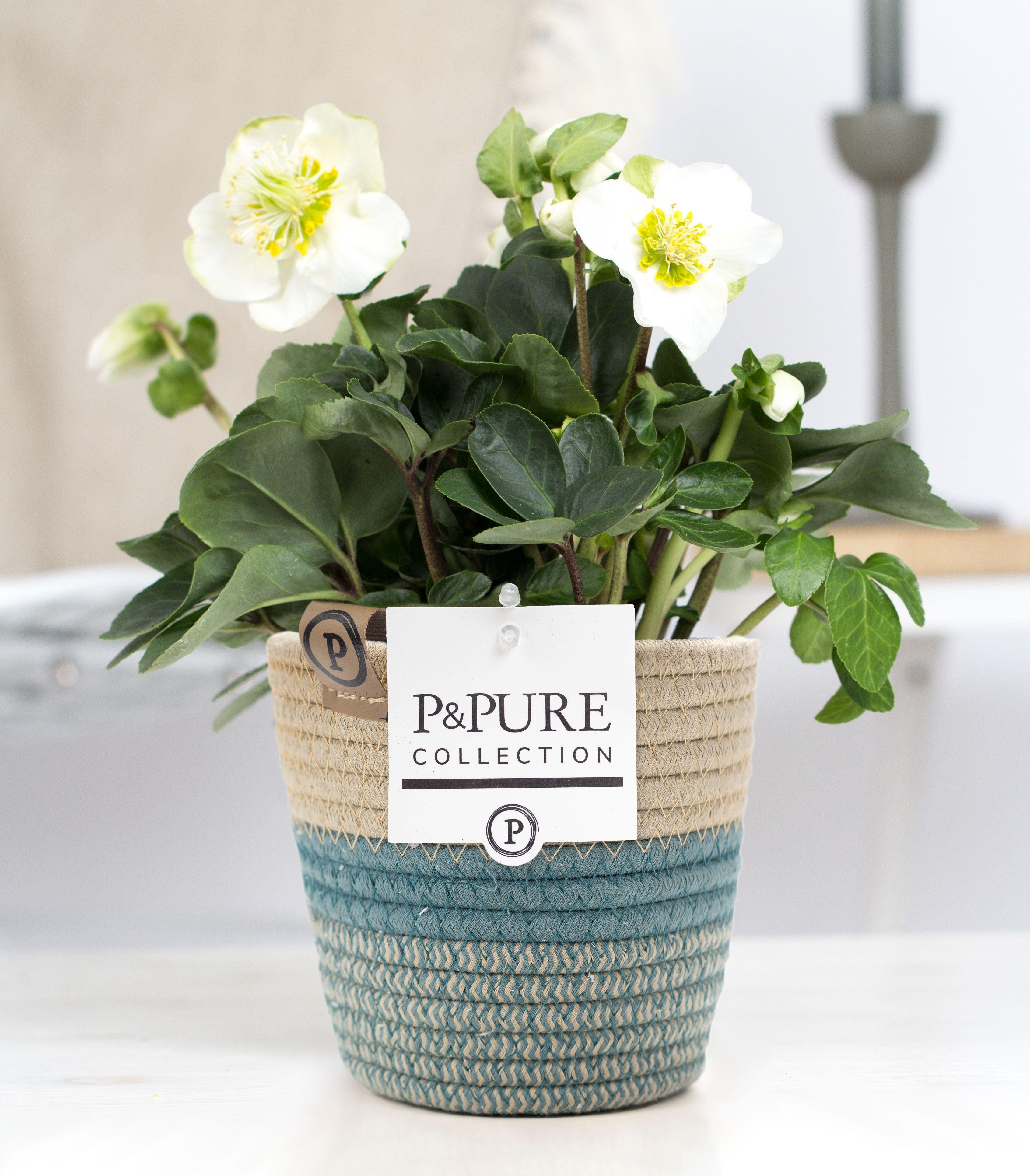Горшечные цветы и растения оптом Helleborus N. Christmas Carol In Pure Valerie Stof от 6шт из Голландии с доставкой по России