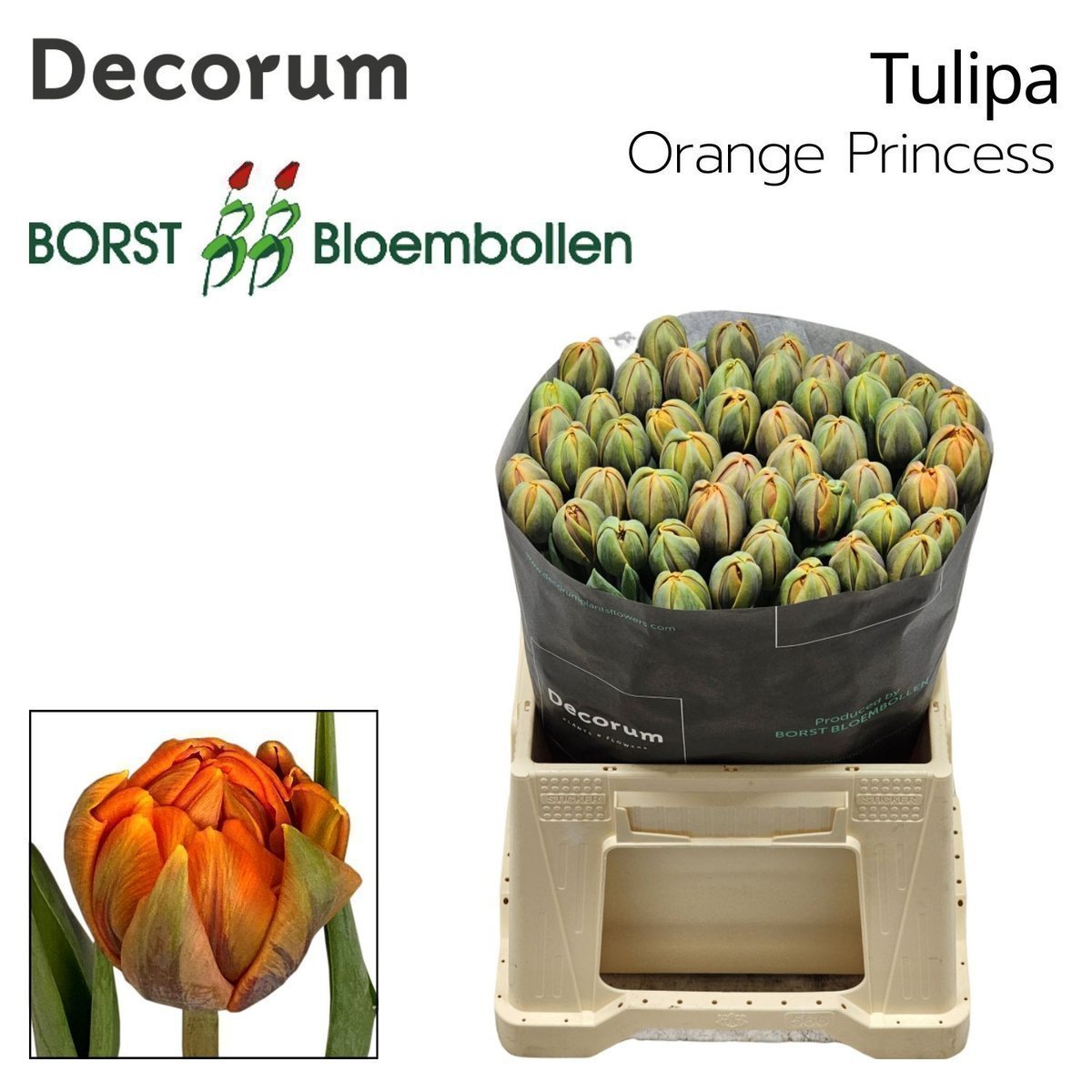 Срезанные цветы оптом Tulipa do orange princess от 50шт из Голландии с доставкой по России