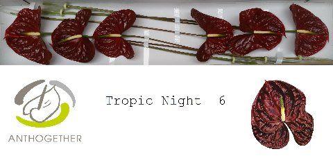 Срезанные цветы оптом Anthurium tropic night от 6шт из Голландии с доставкой по России