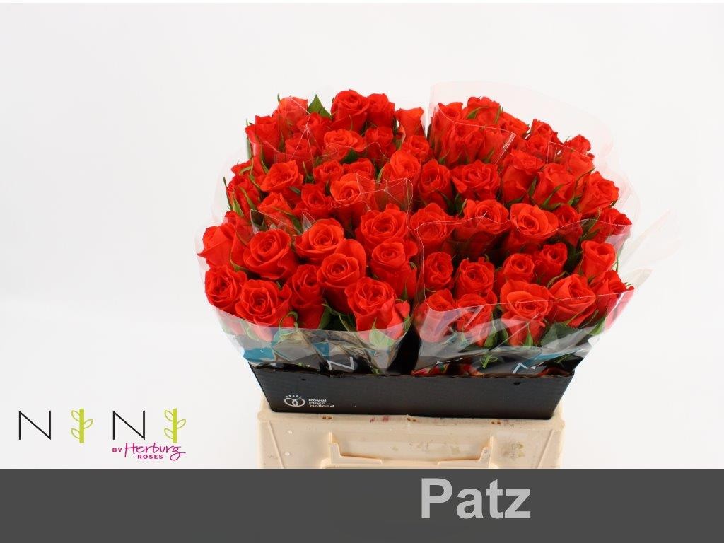 Срезанные цветы оптом Rosa large patz от 60шт. из Голландии с доставкой по России