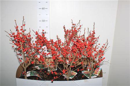 Горшечные цветы и растения оптом Ilex Verticillata от 7шт из Голландии с доставкой по России