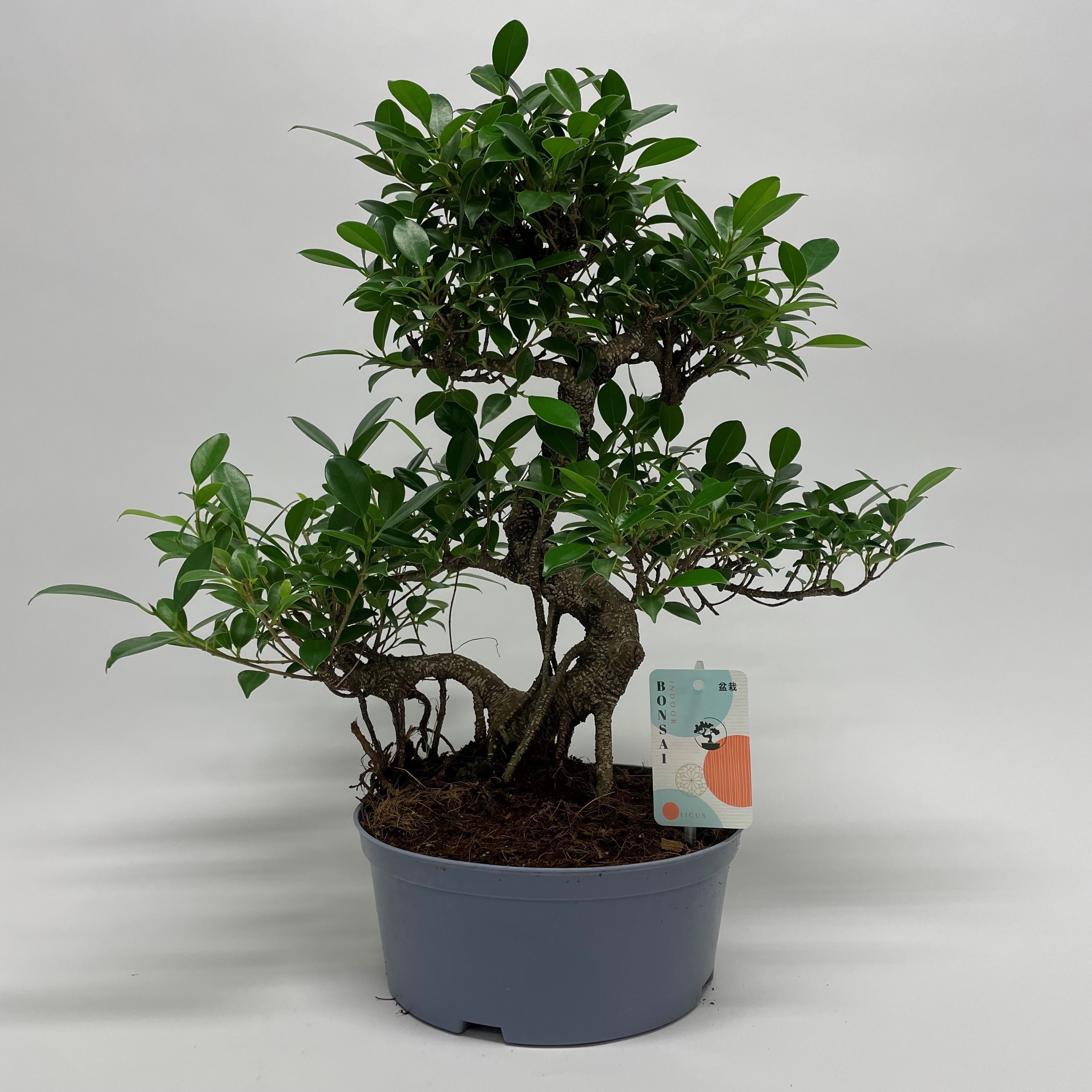 Горшечные цветы и растения оптом Ficus Retusa S-shape Bonsai от 2шт из Голландии с доставкой по России