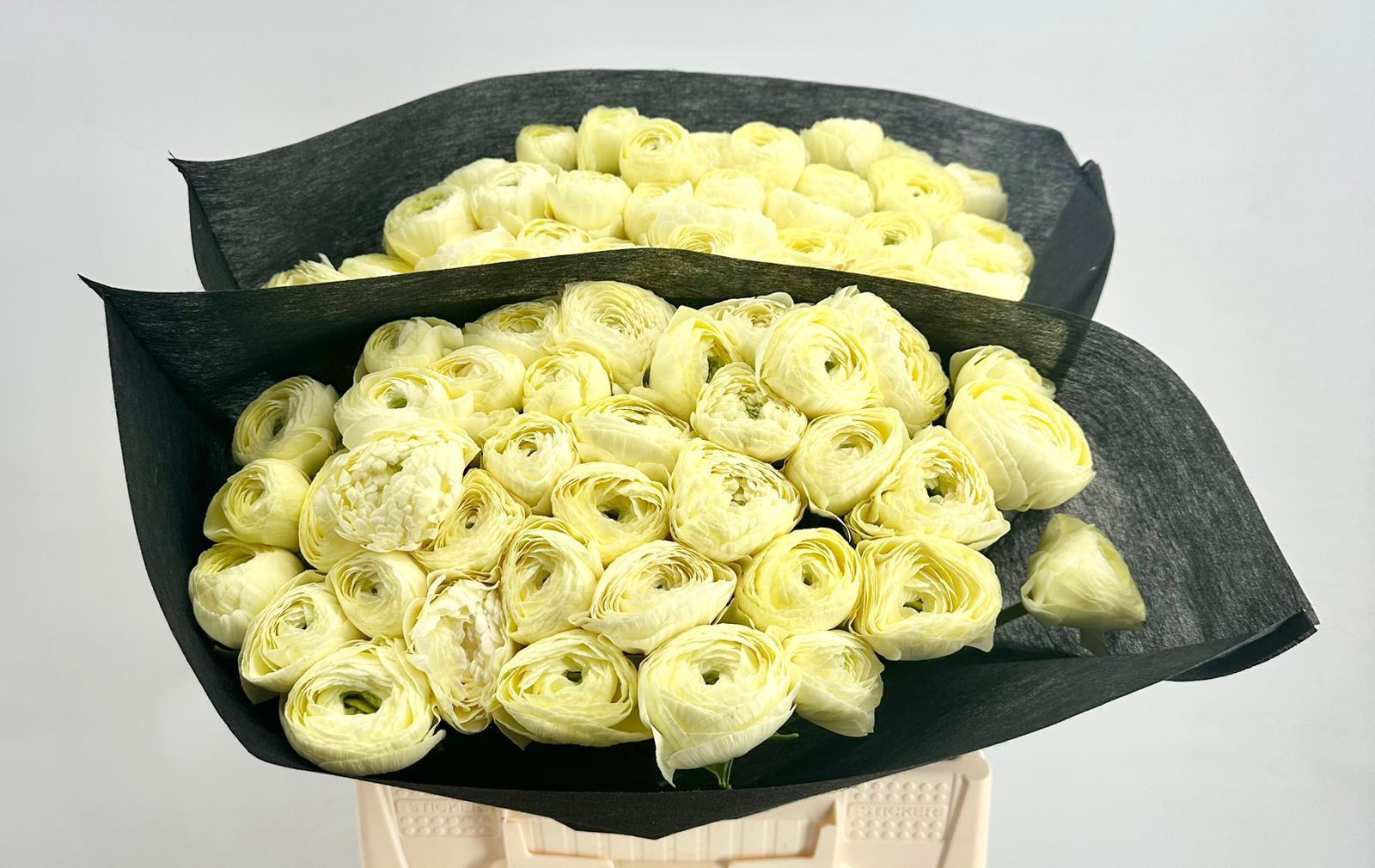 Срезанные цветы оптом Ranunculus clooney comedia от 50шт из Голландии с доставкой по России