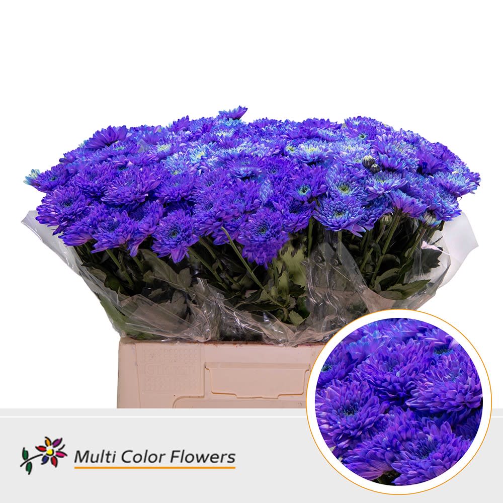 Срезанные цветы оптом Chrys sp paint baltica violet от 40шт из Голландии с доставкой по России