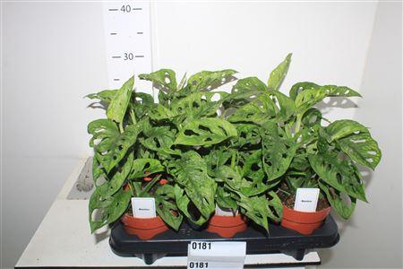 Горшечные цветы и растения оптом Monstera Adansonii от 6шт из Голландии с доставкой по России