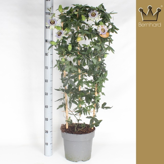 Горшечные цветы и растения оптом Pass Ca Clear Sky от 1шт из Голландии с доставкой по России