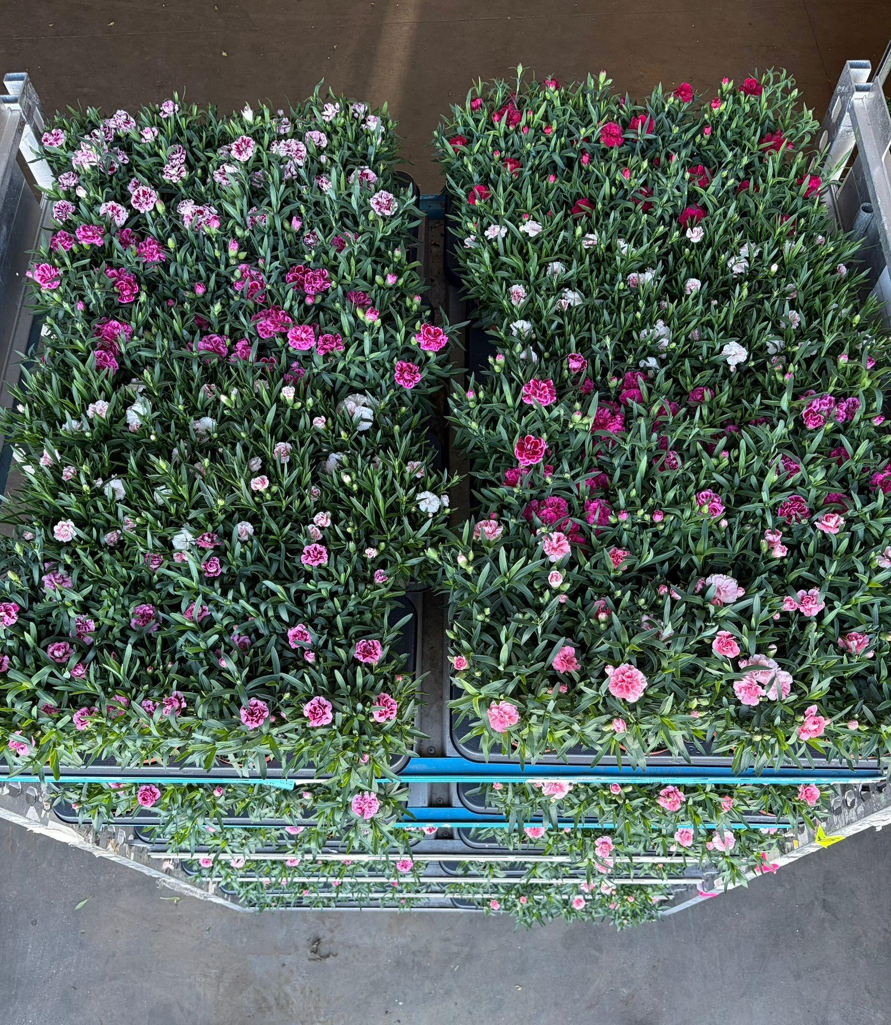 Горшечные цветы и растения оптом Dian Osc Gem от 8шт из Голландии с доставкой по России