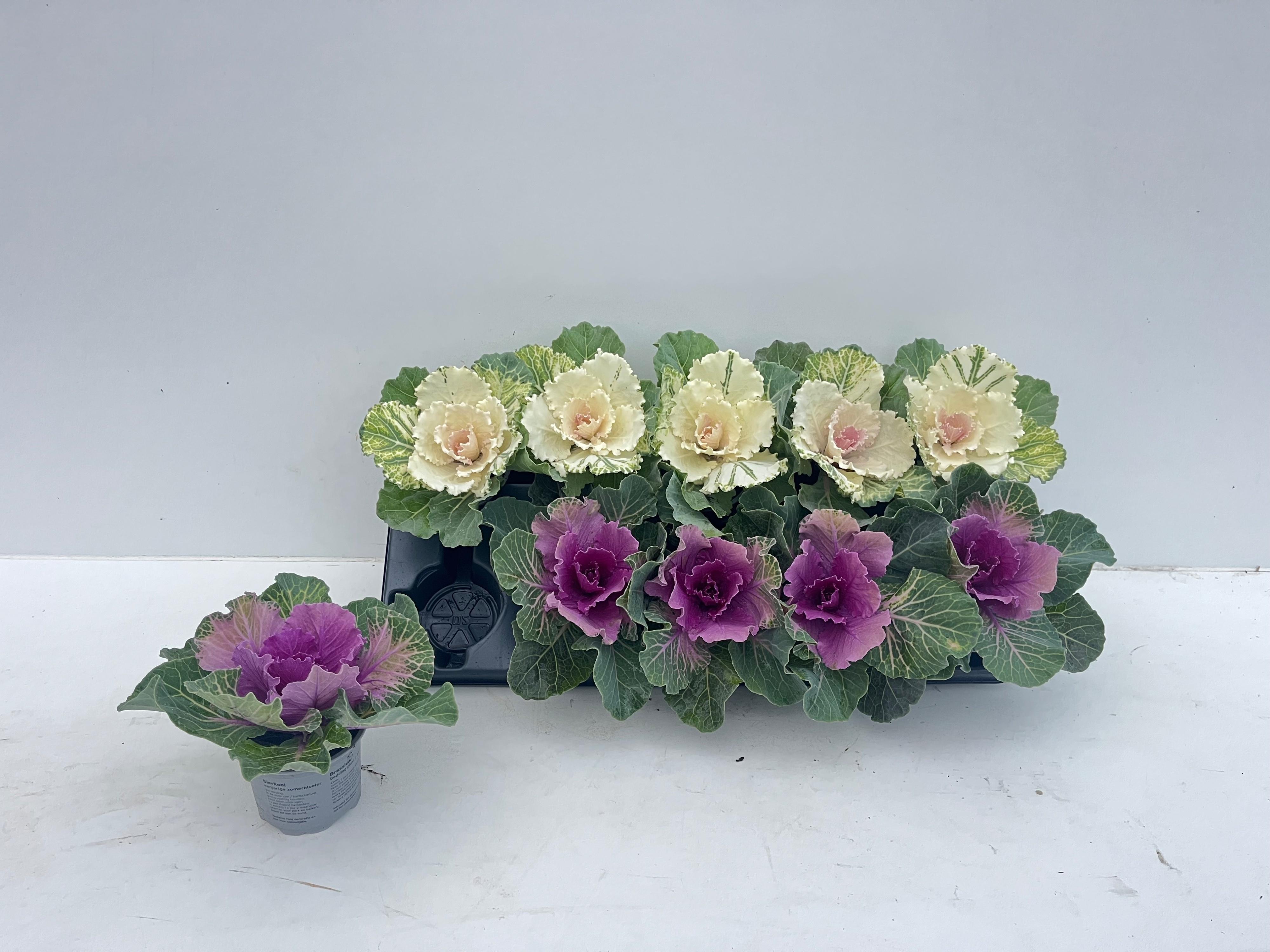 Горшечные цветы и растения оптом Brassica (sierkool) от 10шт (для телеги) из Голландии с доставкой по России