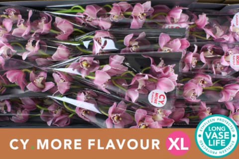 Срезанные цветы оптом Cymbidium pink candy от 12шт из Голландии с доставкой по России