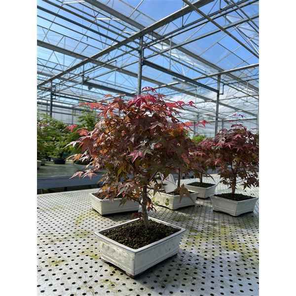 Горшечные цветы и растения оптом Bonsai Acer Palmatum Deshojo, 22cm. от 1шт из Голландии с доставкой по России