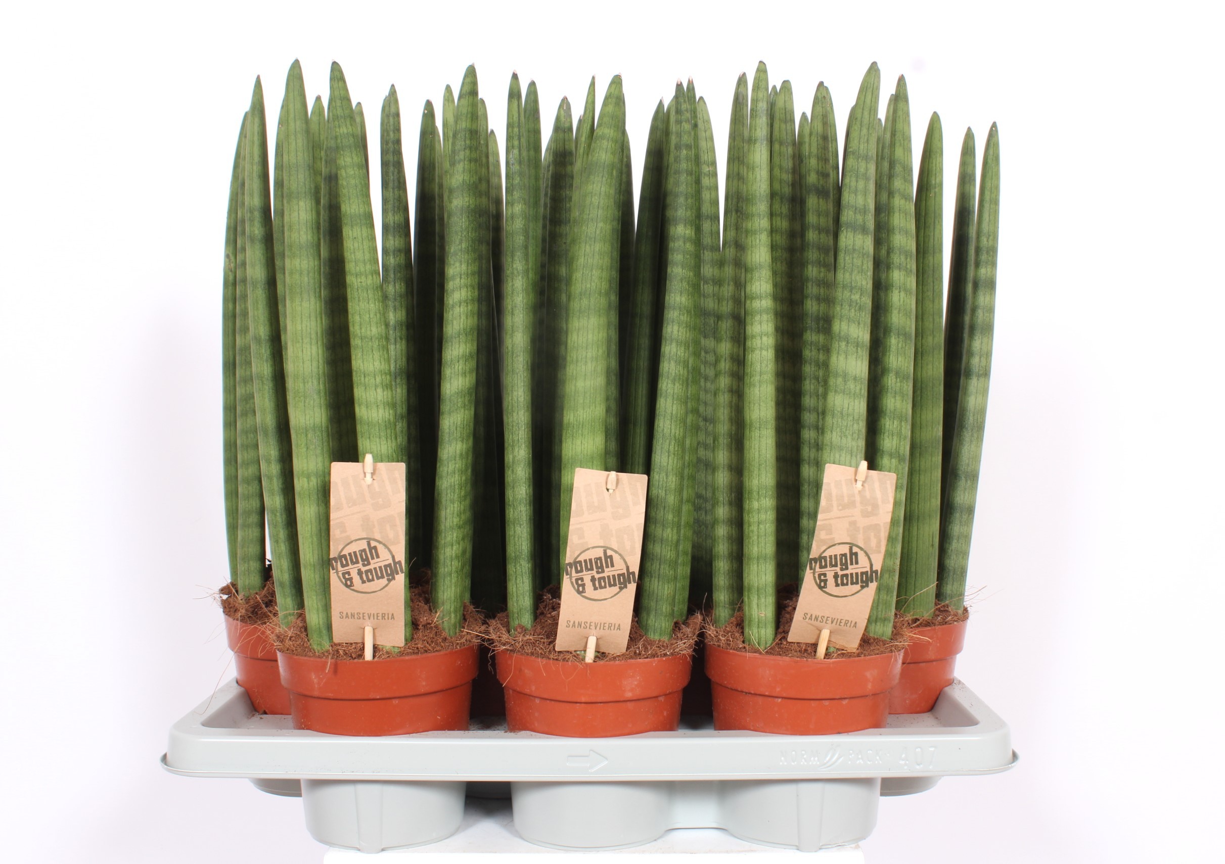 Горшечные цветы и растения оптом Sansevieria Straight от 7шт из Голландии с доставкой по России
