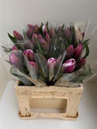 Срезанные цветы оптом Tulipa si librije от 25шт из Голландии с доставкой по России