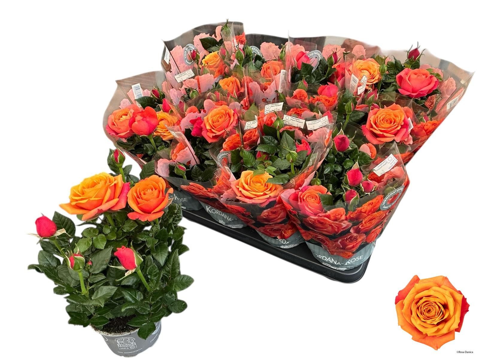 Горшечные цветы и растения оптом Ro Ov от 11шт из Голландии с доставкой по России