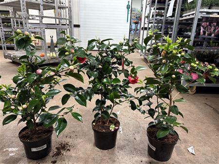 Горшечные цветы и растения оптом Camellia Mix 15+ от 1шт из Голландии с доставкой по России