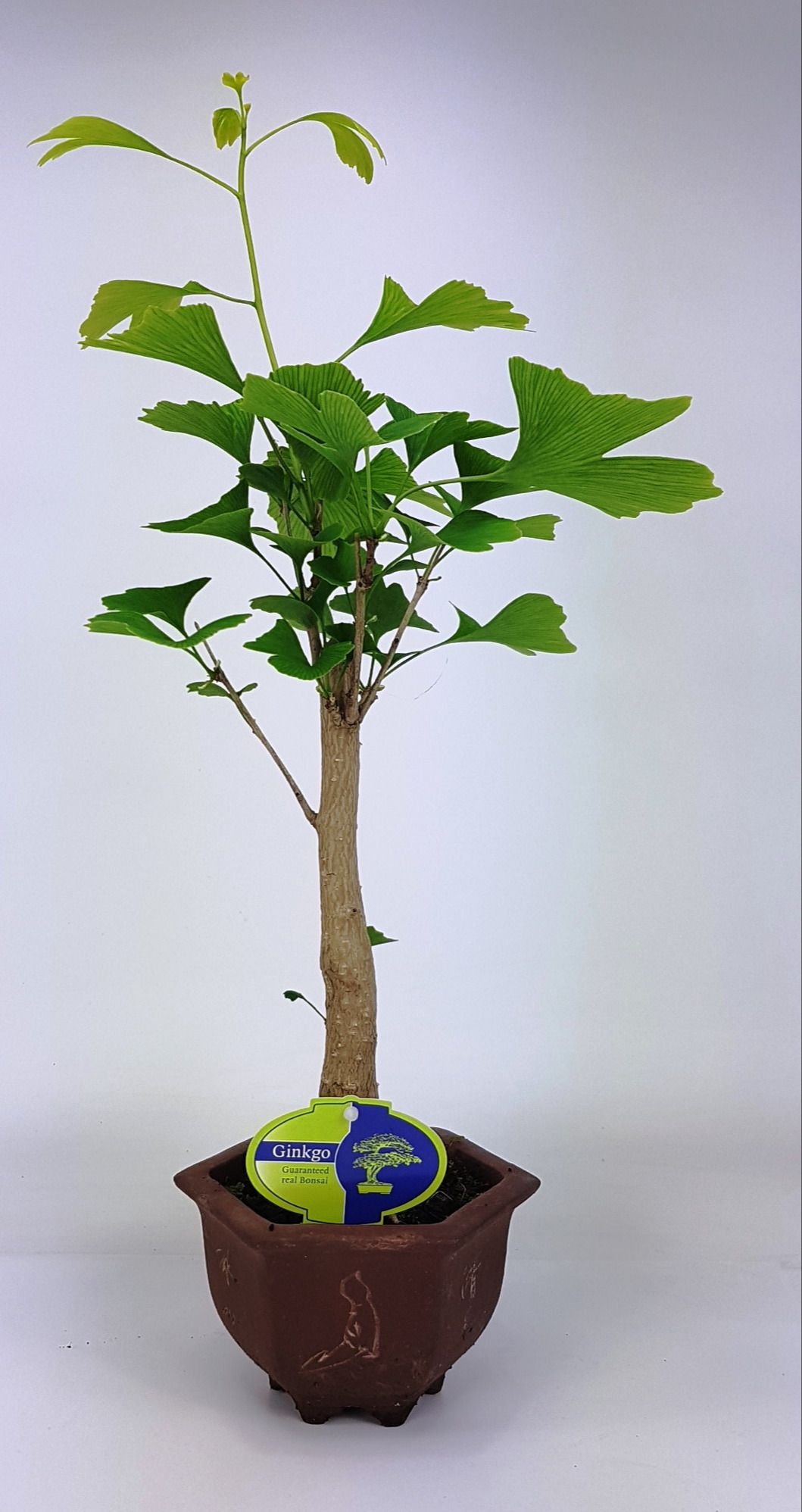 Горшечные цветы и растения оптом Bonsai Ginkgo Biloba Broom In Hexagon Pot от 8шт из Голландии с доставкой по России