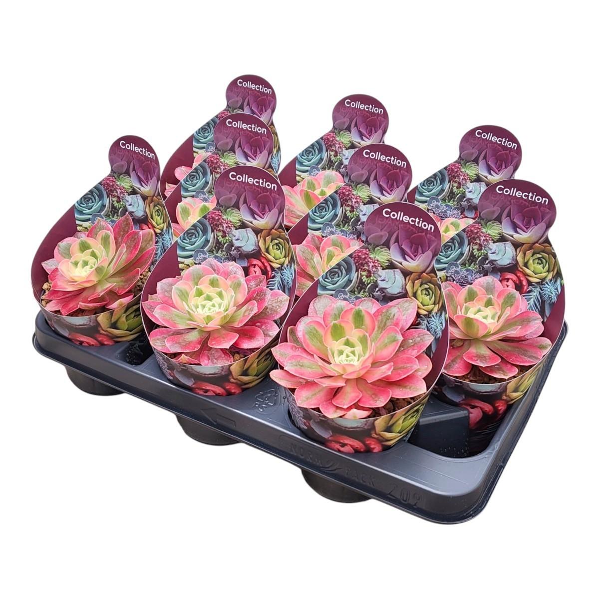 Горшечные цветы и растения оптом Aeonium Pink Witch Potcover от 9шт из Голландии с доставкой по России