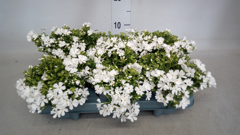 Горшечные цветы и растения оптом Phlox Sub. от 6шт из Голландии с доставкой по России