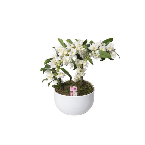 Горшечные цветы и растения оптом Dendr Nob 2st Apollon Special Boomerang In Ceramic от 2шт из Голландии с доставкой по России