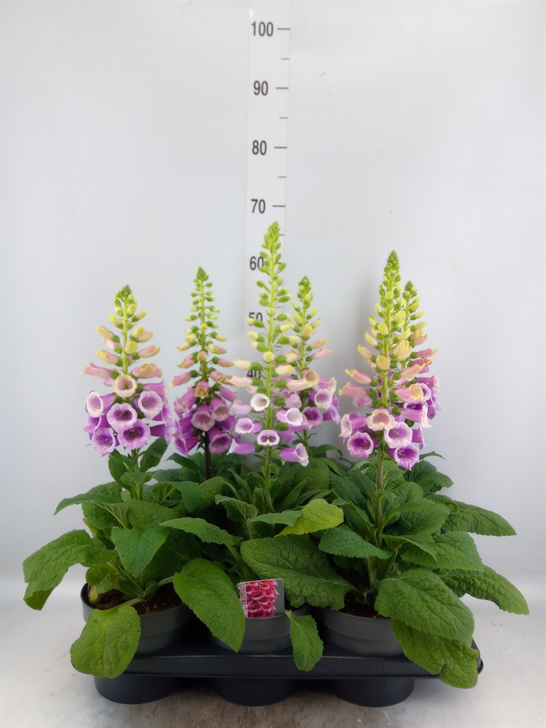 Горшечные цветы и растения оптом Digitalis   ... от 6шт из Голландии с доставкой по России