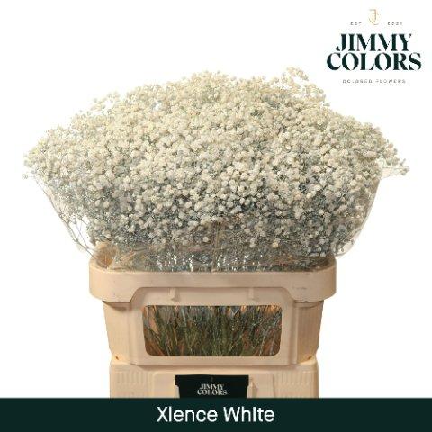 Срезанные цветы оптом Gyps large paint white от 50шт из Голландии с доставкой по России