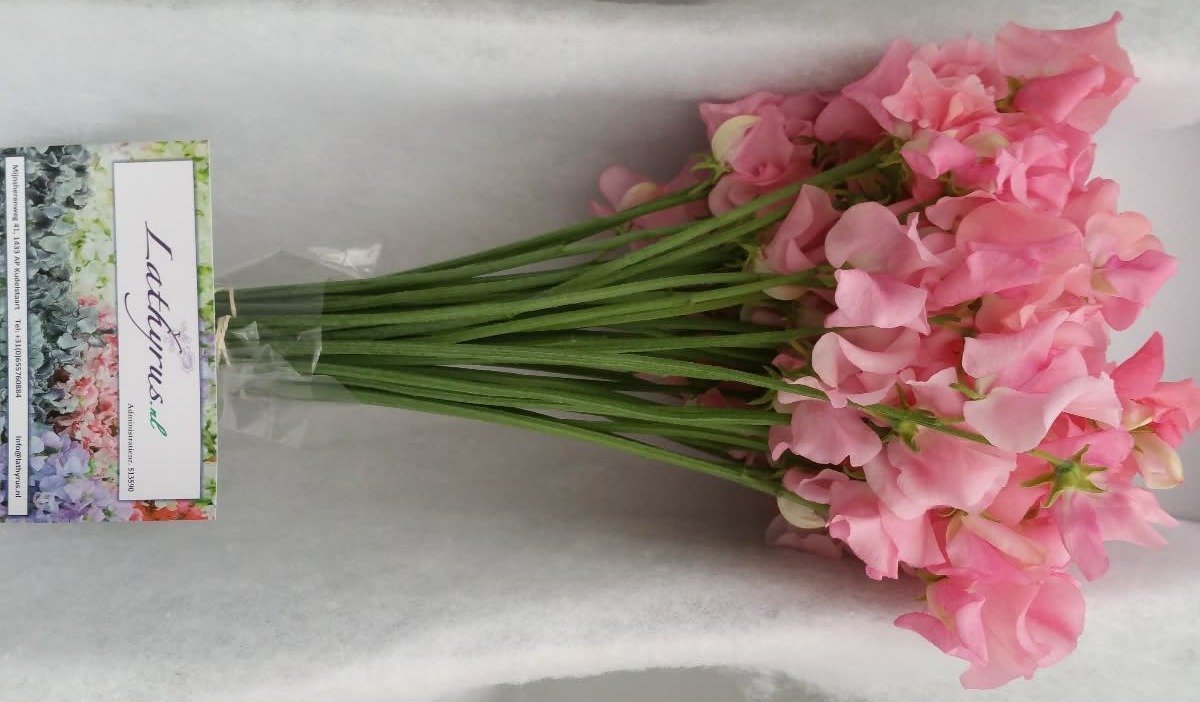 Срезанные цветы оптом Lathyrus winter sunshine pink от 100шт.. из Голландии с доставкой по России