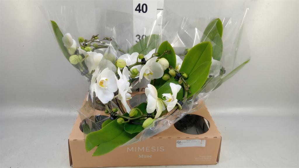 Горшечные цветы и растения оптом Phalaenopsis muse White от 3шт из Голландии с доставкой по России