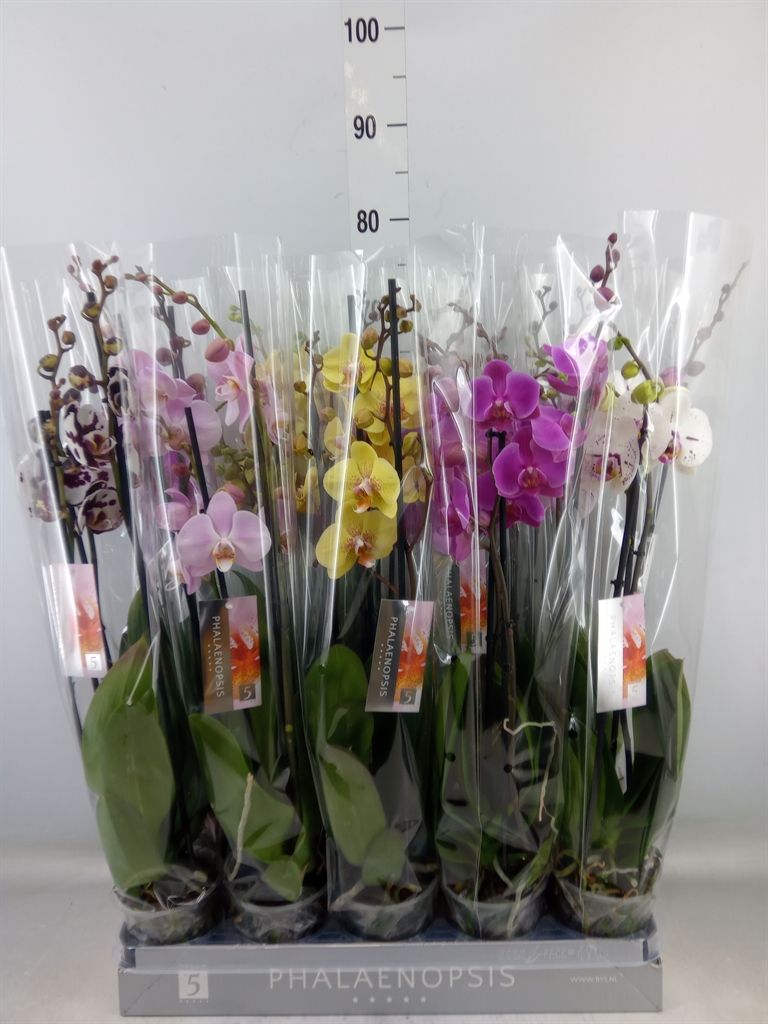 Горшечные цветы и растения оптом Phalaenopsis   ...mix  7 от 10шт из Голландии с доставкой по России