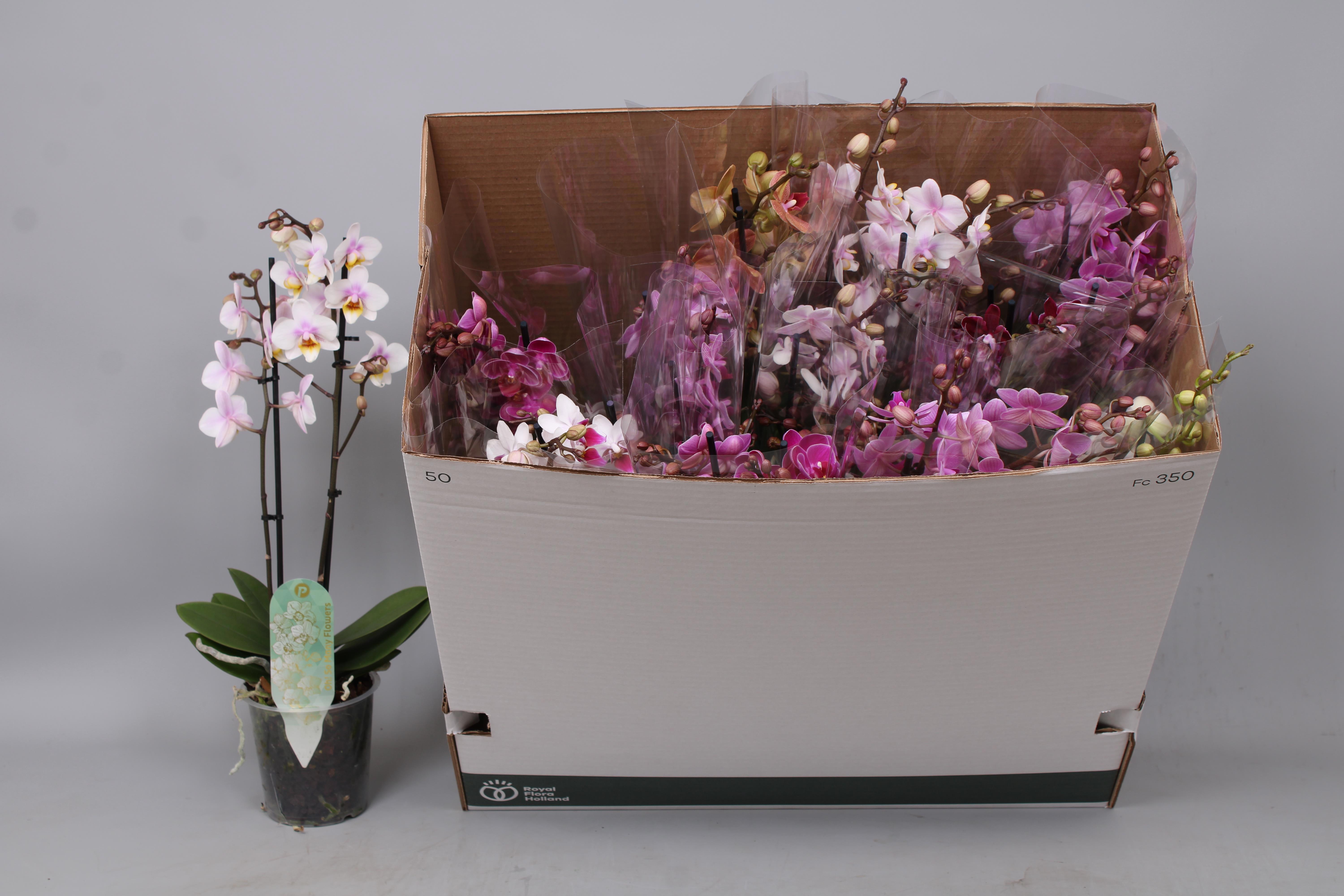 Горшечные цветы и растения оптом Phal Mf Gem 8 Kl от 12шт из Голландии с доставкой по России