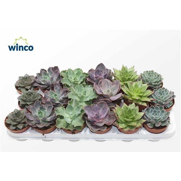 Горшечные цветы и растения оптом Echeveria Autumn Mix от 18шт (для телеги) из Голландии с доставкой по России
