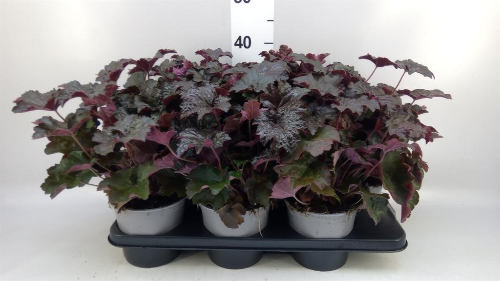 Горшечные цветы и растения оптом Heuchera Micrantha palace Purple от 6шт из Голландии с доставкой по России
