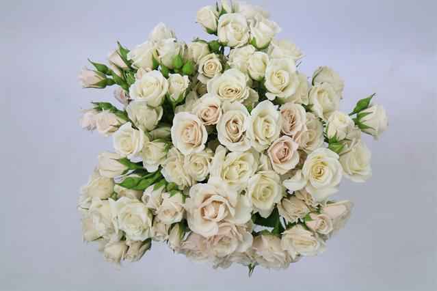 Срезанные цветы оптом Rosa sp white majolica от 100шт из Голландии с доставкой по России
