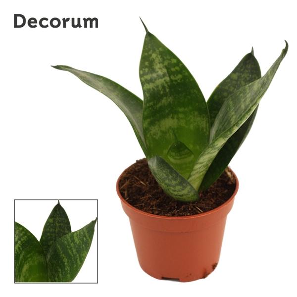 Горшечные цветы и растения оптом Sansevieria Hahnii Green Hahnii (decorum) от 14шт (для телеги) из Голландии с доставкой по России