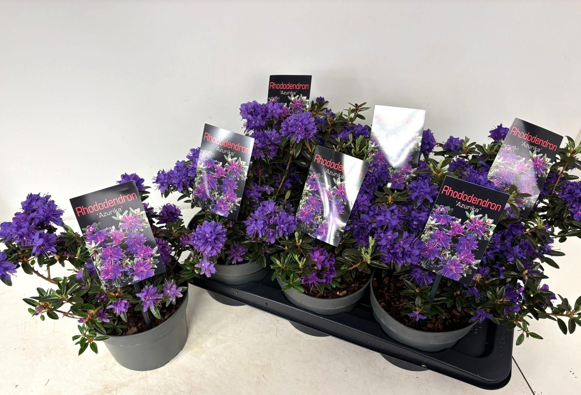 Горшечные цветы и растения оптом Rhod Lap Azurika от 6шт из Голландии с доставкой по России