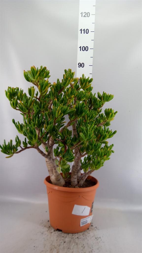 Горшечные цветы и растения оптом Crassula Ovata hobbit от 1шт из Голландии с доставкой по России