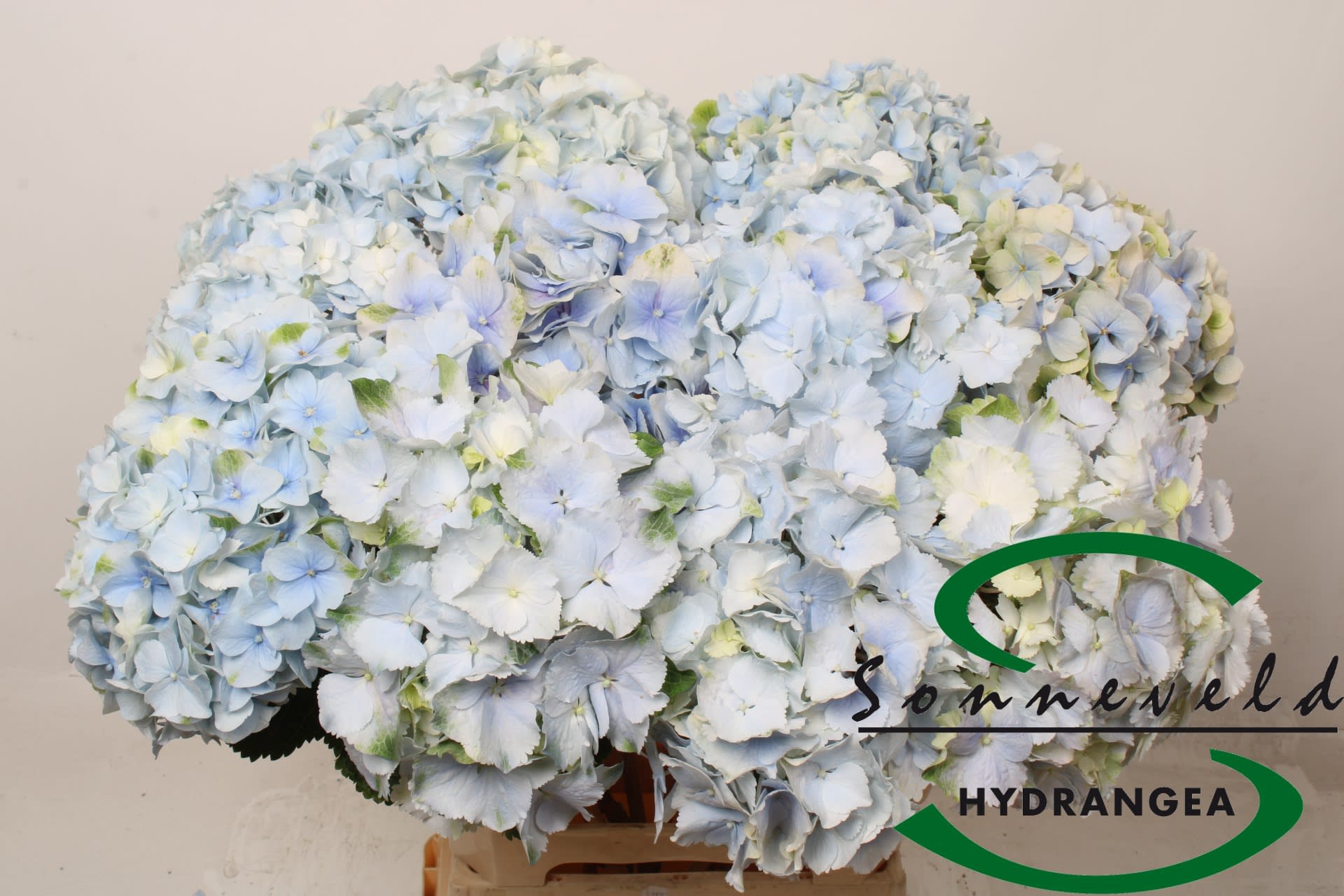 Срезанные цветы оптом Hydrangea verena blue classic от 10шт. из Голландии с доставкой по России