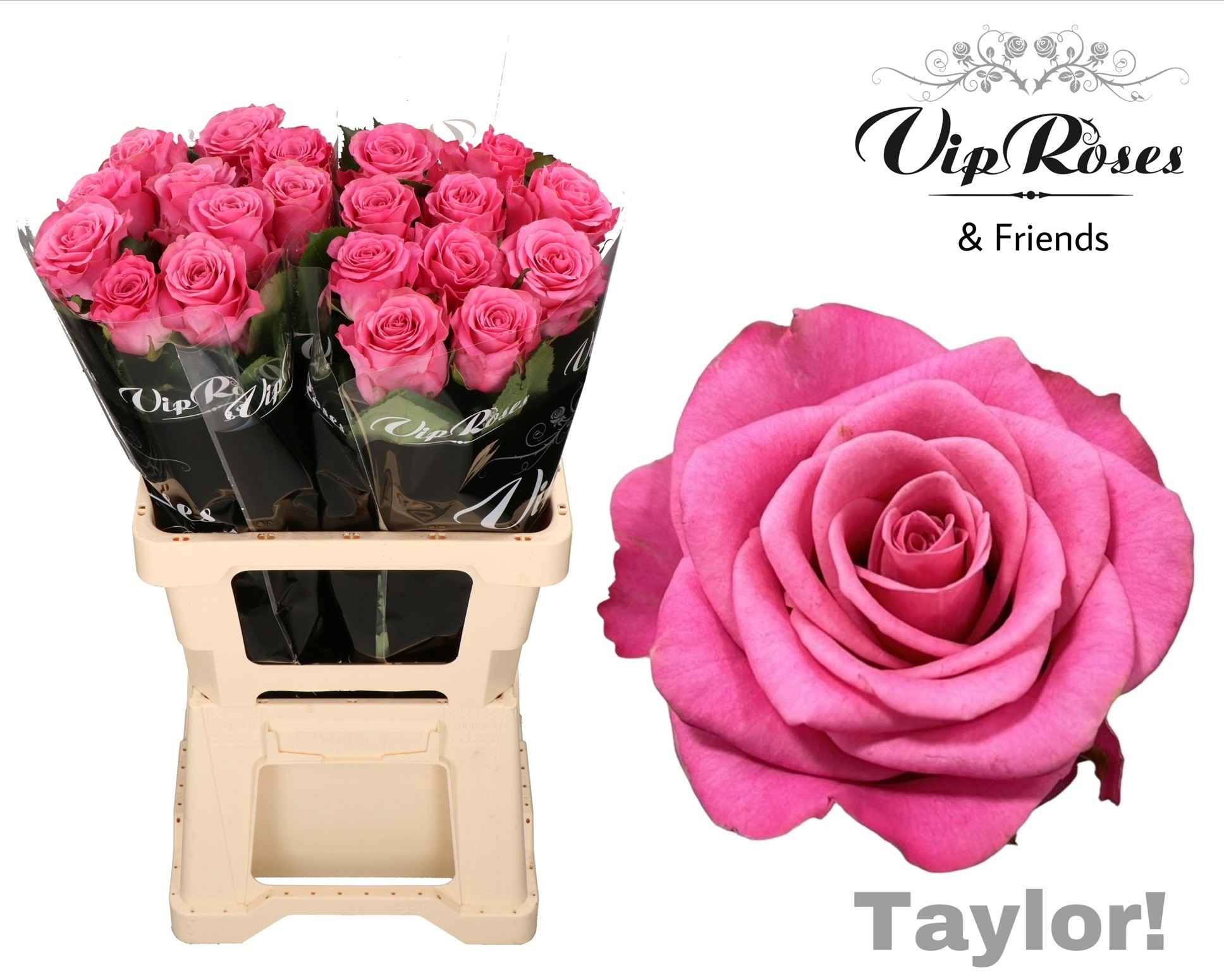Срезанные цветы оптом Rosa la taylor! от 10шт из Голландии с доставкой по России