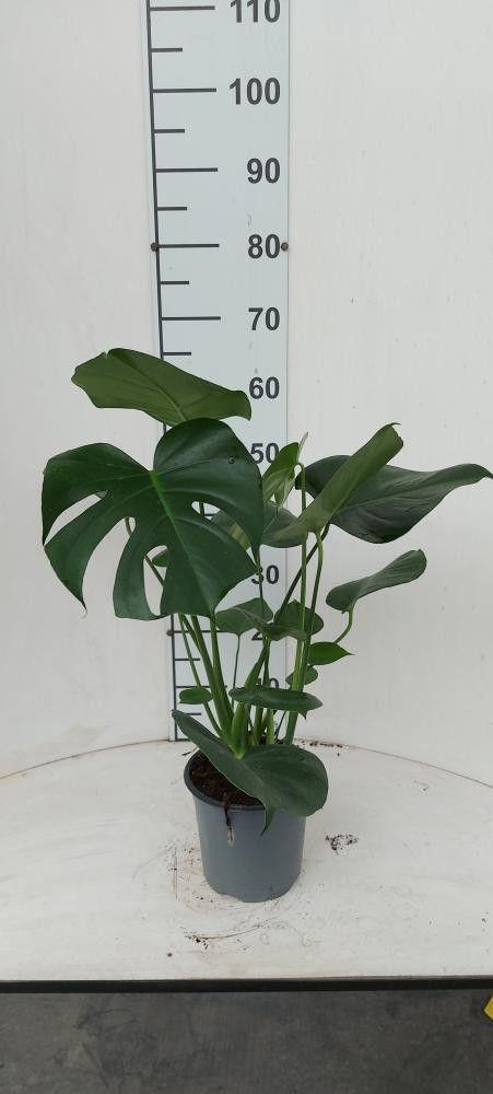 Горшечные цветы и растения оптом Monstera Deliciosa от 6шт' из Голландии с доставкой по России