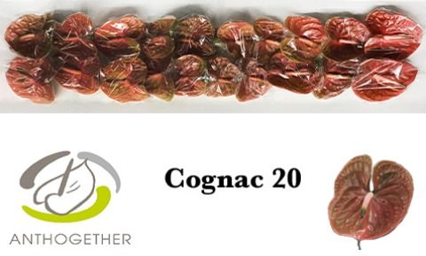 Срезанные цветы оптом Anthurium cognac от 20шт из Голландии с доставкой по России