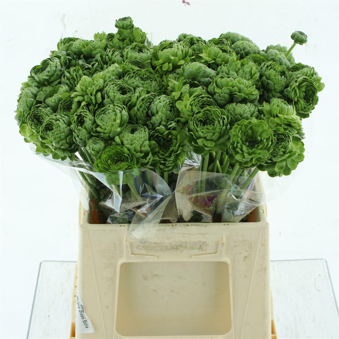 Срезанные цветы оптом Ranunculus pon pon riviera green от 60шт из Голландии с доставкой по России