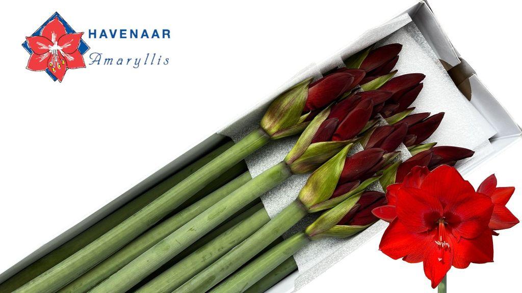 Срезанные цветы оптом Hippeastrum shiraz от 12шт из Голландии с доставкой по России