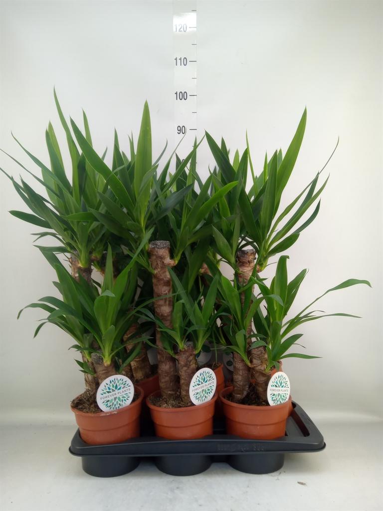 Горшечные цветы и растения оптом Yucca   ... от 6шт из Голландии с доставкой по России