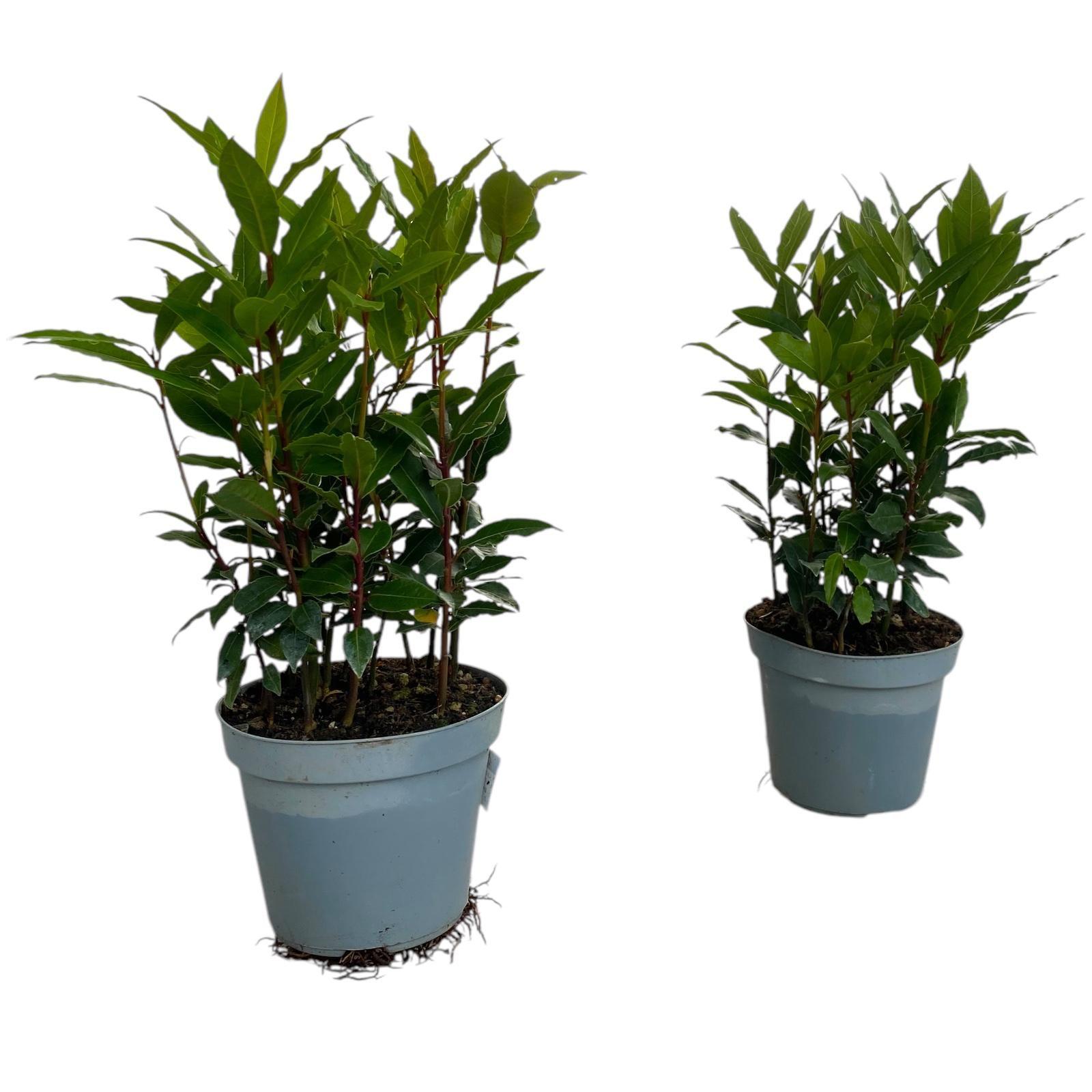 Горшечные цветы и растения оптом Laurus Nobilis Bush от 10шт из Голландии с доставкой по России